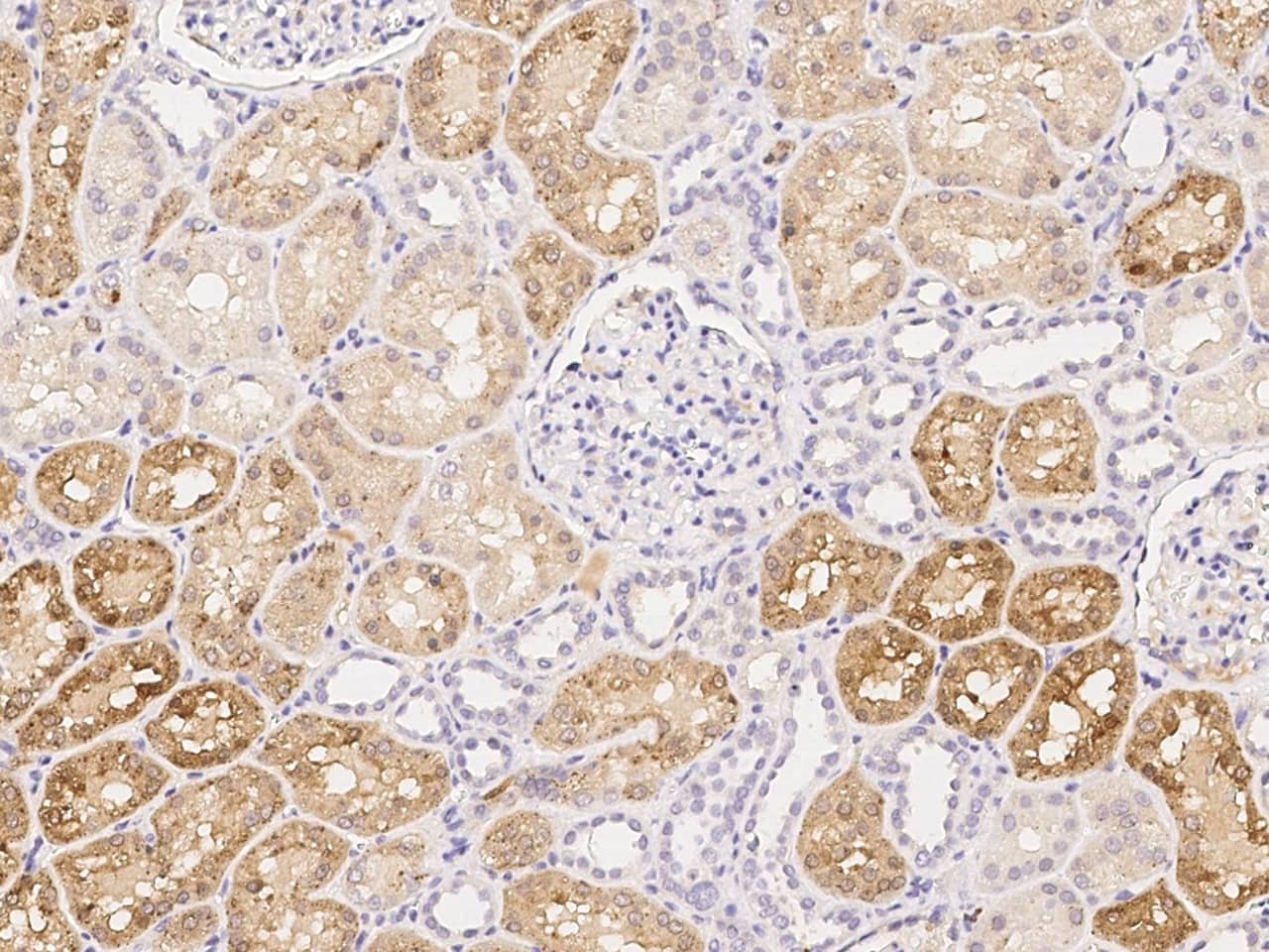 Immunohistochemistry-Paraffin: GM2A Antibody [NBP3-00105] - Immunochemical staining of human GM2A in human kidney with NBP3-00105 (1:5000, formalin-fixed paraffin embedded sections).
