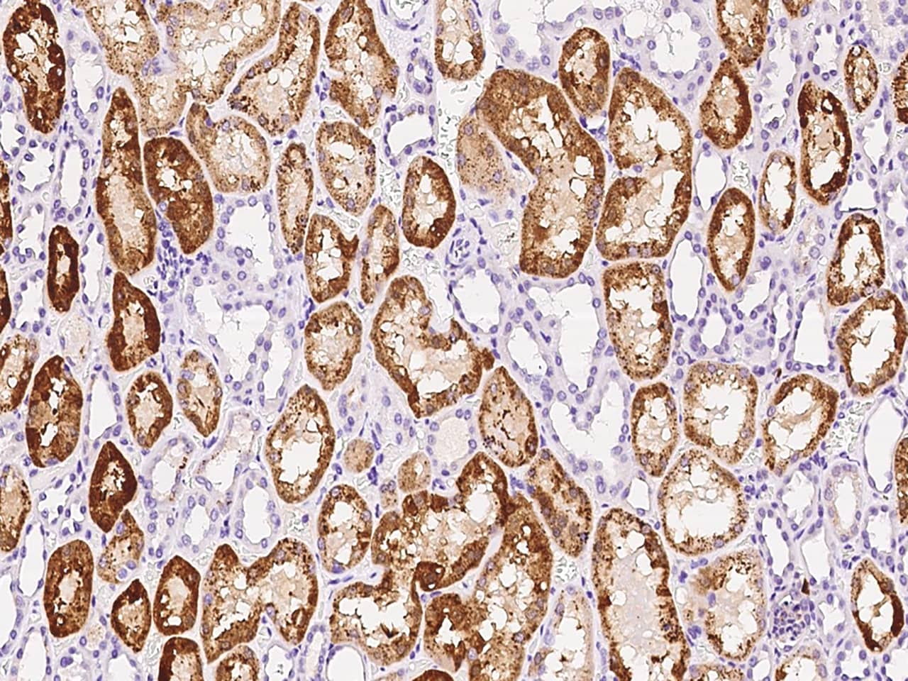 Immunohistochemistry-Paraffin: GM2A Antibody [NBP3-00106] - Immunochemical staining of human GM2A in human kidney with NBP3-00106 at 1:1000 dilution, formalin-fixed paraffin embedded sections.