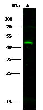 Western Blot CD300LG/Nepmucin Antibody - Azide and BSA Free