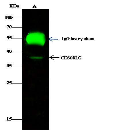 Immunoprecipitation CD300LG/Nepmucin Antibody - Azide and BSA Free