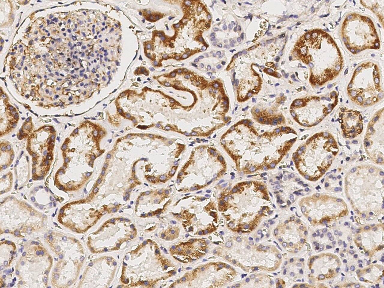 Immunohistochemistry-Paraffin: CRELD1 Antibody [NBP3-00123] - Immunochemical staining of human CRELD1 in human kidney with NBP3-00123 (1:5000, formalin-fixed paraffin embedded sections).