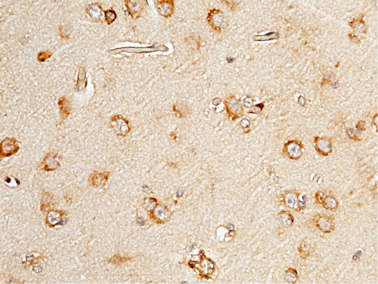 Immunohistochemistry-Paraffin: SELM Antibody [NBP3-00138] - Immunochemical staining of human SELM in human brain with NBP3-00138 (1:1000, formalin-fixed paraffin embedded sections).
