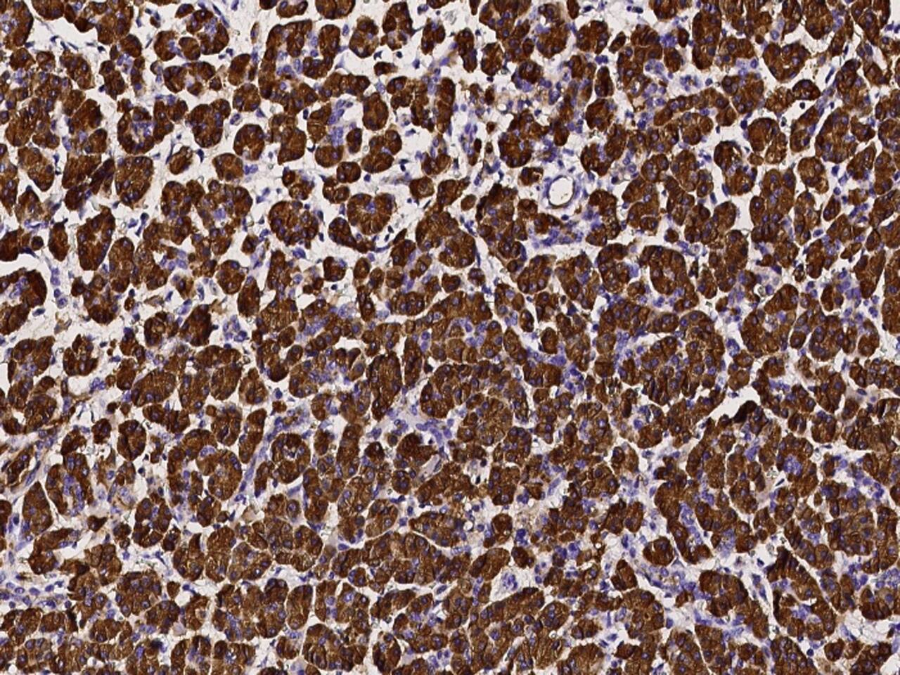Immunohistochemistry-Paraffin: Pancreatic Lipase Antibody [NBP3-00154] - Immunochemical staining of human Pancreatic Lipase in human pancreas with NBP3-00154 (1:1000, formalin-fixed paraffin embedded sections).