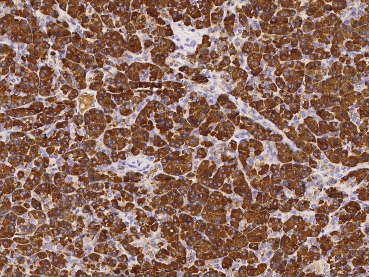 Immunohistochemistry-Paraffin: PLRP1 Antibody [NBP3-00156] - Immunochemical staining of human PLRP1 in human pancreas with NBP3-00156 (1:1000, formalin-fixed paraffin embedded sections).