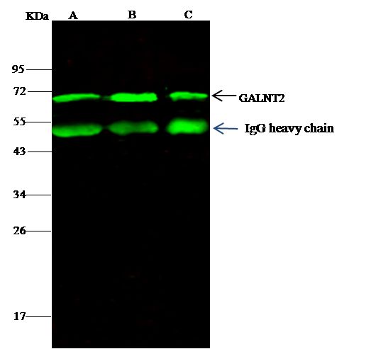Immunoprecipitation: GALNT2 Antibody [NBP3-00188] - GALNT2 was immunoprecipitated using: Lane A:0.5 mg A549 Whole Cell Lysate Lane B:0.5 mg Hela Whole Cell Lysate Lane C:0.5 mg U87MG Whole Cell Lysate 4 uL NBP3-00188 and 15 ul of 50 % Protein G agarose. Primary antibody: NBP3-00188, at 1:100 dilution. Secondary antibody: Dylight 800-labeled antibody to rabbit IgG (H+L), at 1:5000 dilution. Developed using the odssey technique. Performed under reducing conditions. Predicted band size: 71 kDa Observed band size: 71 kDa 