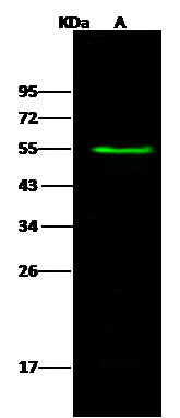Western Blot: Tissue alpha-L-Fucosidase/FUCA1 Antibody [NBP3-00209] - NBP3-00209 at 1:500 dilution Lane A: K562 Whole Cell Lysate Lysates/proteins at 30 ug per lane. Secondary Goat Anti- Rabbit IgG H&L (Dylight 800) at 1/10000 dilution. Developed using the Odyssey technique. Performed under reducing conditions. Predicted band size:54 kDa Observed band size:54 kDa 