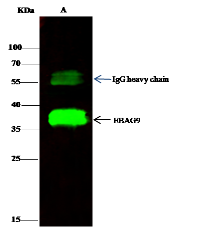 Immunoprecipitation: EBAG9/RCAS1 Antibody [NBP3-00242] - EBAG9 was immunoprecipitated using: Lane A:0.5 mg MCF-7 Whole Cell Lysate 2 uL NBP3-00242 and 15 ul of 50 % Protein G agarose. Primary antibody: NBP3-00242, at 1:200 dilution. Secondary antibody: Dylight 800-labeled antibody to rabbit IgG (H+L), at 1:5000 dilution. Developed using the odssey technique. Performed under reducing conditions. Predicted band size: 37 kDa Observed band size: 37 kDa 