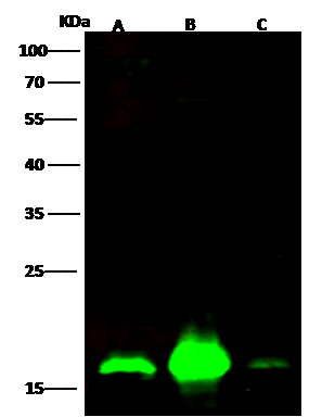 Western Blot: SUB1 Antibody [NBP3-00275] - NBP3-00275 at 1:500 dilution Lane A: NIH3T3 Whole Cell Lysate Lane B: Hela Whole Cell Lysate Lane C: PC12 Whole Cell Lysate Lysates/proteins at 30 ug per lane. Secondary Goat Anti-Rabbit IgG H&L (Dylight800) at 1/10000 dilution. Developed using the Odyssey technique. Performed under reducing conditions. Predicted band size:14 kDa Observed band size:17 kDa 