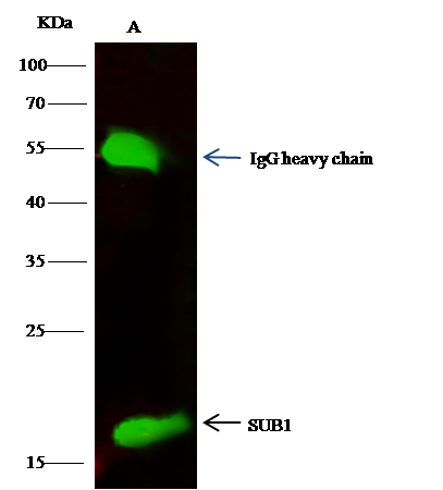 Immunoprecipitation: SUB1 Antibody [NBP3-00275] - SUB1 was immunoprecipitated using: Lane A:0.5 mg Hela Whole Cell Lysate 2 uL NBP3-00275 and 15 ul of 50 % Protein G agarose. Primary antibody: NBP3-00275, at 1:200 dilution. Secondary antibody: Dylight 800-labeled antibody to rabbit IgG (H+L), at 1:5000 dilution. Developed using the odssey technique. Performed under reducing conditions. Predicted band size: 17 kDa Observed band size: 17 kDa 