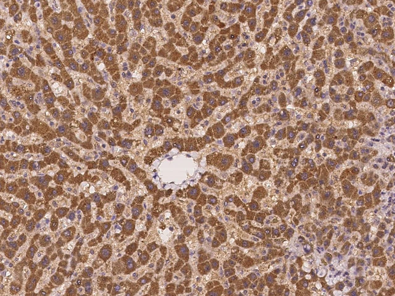 Immunohistochemistry-Paraffin: GADD45G Antibody [NBP3-00285] - Immunochemical staining of human GADD45G in human liver with NBP3-00285 at 1:200 dilution, formalin-fixed paraffin embedded sections.