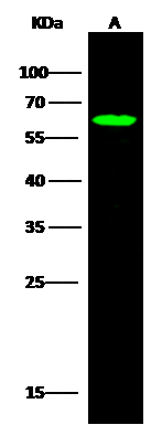 Western Blot: SRFBP1 Antibody [NBP3-00297] - NBP3-00297 at 1:500 dilution Lane A: Hela Whole Cell Lysate Lysates/proteins at 30 ug per lane. Secondary Goat Anti-Rabbit IgG H&L (Dylight800) at 1/10000 dilution. Developed using the Odyssey technique. Performed under reducing conditions. Predicted band size:47 kDa Observed band size:68 kDa 