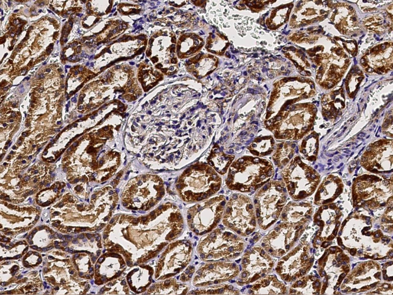 Immunohistochemistry-Paraffin: GCSH Antibody [NBP3-00326] - Immunochemical staining of human GCSH in human kidney with NBP3-00326 (1:1000, formalin-fixed paraffin embedded sections).