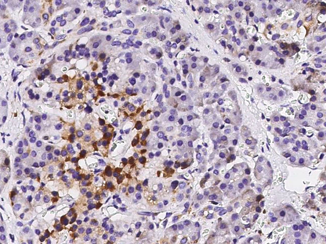 Immunohistochemistry-Paraffin: ETHE1 Antibody [NBP3-00355] - Immunochemical staining of human ETHE1 in human pancreas with NBP3-00355 (1:10000, formalin-fixed paraffin embedded sections).