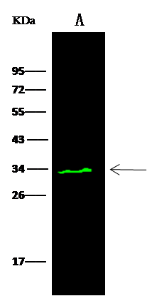 Western Blot: PA28 Activator gamma Subunit/PSME3 Antibody [NBP3-00356] - NBP3-00356 at 1:500 dilution Lane A: K562 Whole Cell Lysate Lysates/proteins at 30 ug per lane. Secondary Goat Anti- Rabbit IgG H&L (Dylight 800) at 1/10000 dilution. Developed using the Odyssey technique. Performed under reducing conditions. Predicted band size:29 kDa Observed band size:34 kDa 