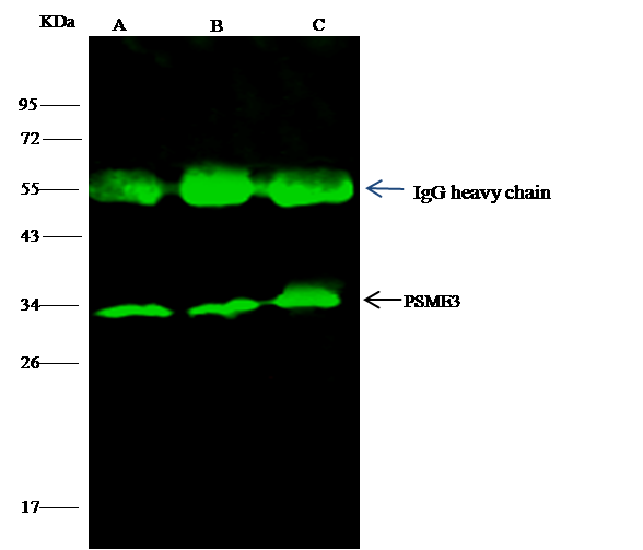 Immunoprecipitation: PA28 Activator gamma Subunit/PSME3 Antibody [NBP3-00356] - PSME3 was immunoprecipitated using: Lane A:0.5 mg MCF-7 Whole Cell Lysate Lane B:0.5 mg HepG2 Whole Cell Lysate Lane C:0.5 mg Jurkat Whole Cell Lysate 4 uL NBP3-00356 and 15 ul of 50 % Protein G agarose. Primary antibody: NBP3-00356, at 1:100 dilution. Secondary antibody: Dylight 800-labeled antibody to rabbit IgG (H+L), at 1:5000 dilution. Developed using the odssey technique. Performed under reducing conditions. Predicted band size: 29 kDa Observed band size: 33 kDa 