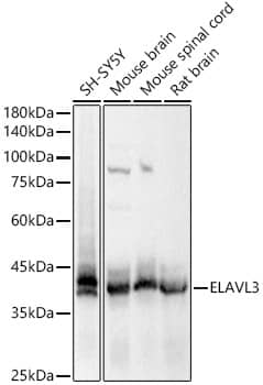 Western Blot HuC Antibody - BSA Free