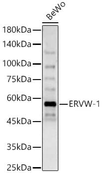 Western Blot: HERV Antibody - Azide and BSA Free [HERV] - Western blot analysis of lysates from BeWo cells, using HERV Rabbit pAb  at 1:600 dilution.Secondary antibody: HRP-conjugated Goat anti-Rabbit IgG (H+L)  at 1:10000 dilution.Lysates/proteins: 25ug per lane.Blocking buffer: 3% nonfat dry milk in TBST.Detection: ECL Basic Kit .Exposure time: 90s.