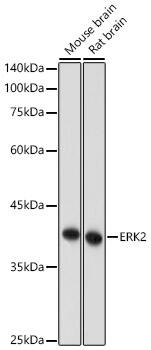 Western Blot: ERK2 Antibody - Azide and BSA Free [ERK2] - Western blot analysis of various lysates using [KO Validated] ERK2 Rabbit pAb  at 1:1000 dilution incubated overnight at 4C.Secondary antibody: HRP-conjugated Goat anti-Rabbit IgG (H+L)  at 1:10000 dilution. Lysates/proteins: 25 ug per lane.Blocking buffer: 3% nonfat dry milk in TBST.Detection: ECL Basic Kit Exposure time: 30 s.