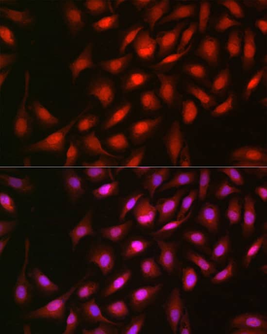 Immunocytochemistry/ Immunofluorescence: ERK2 Antibody - Azide and BSA Free [ERK2] - Immunofluorescence analysis of U-2 OS cells using [KO Validated] ERK2 Rabbit pAb  at dilution of 1:100 (40x lens). Secondary antibody: Cy3-conjugated Goat anti-Rabbit IgG (H+L)  at 1:500 dilution. Blue: DAPI for nuclear staining.