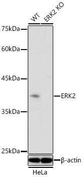 <b>Genetic Strategies Validation. </b>Western Blot: ERK2 Antibody - Azide and BSA Free [ERK2] - Western blot analysis of lysates from wild type (WT) and ERK2 knockout (KO) HeLa cells using [KO Validated] ERK2 Rabbit pAb  at 1:1000 dilution incubated overnight at 4C.Secondary antibody: HRP-conjugated Goat anti-Rabbit IgG (H+L)  at 1:10000 dilution. Lysates/proteins: 25 ug per lane.Blocking buffer: 3% nonfat dry milk in TBST.Detection: ECL Basic Kit Exposure time: 90 s.