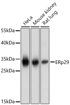 Western Blot: ERP29 Antibody - BSA Free [ERP29] - Western blot analysis of various lysates using ERP29 Rabbit pAb  at 1:1000 dilution. Secondary antibody: HRP Goat Anti-Rabbit IgG (H+L)  at 1:10000 dilution. Lysates / proteins: 25 ug per lane. Blocking buffer: 3 % nonfat dry milk in TBST. Detection: ECL Basic Kit . Exposure time: 1s.