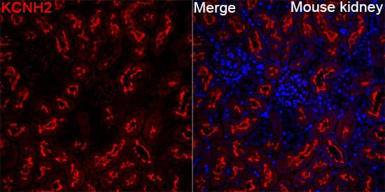 Immunocytochemistry/ Immunofluorescence: Kv11.1 Antibody - Azide and BSA Free [Kv11.1] - Immunofluorescence analysis of Mouse kidney tissue using Kv11.1 Rabbit pAb  at a dilution of 1:200 (40x lens). Secondary antibody: Cy3-conjugated Goat anti-Rabbit IgG (H+L) at 1:500 dilution. Blue: DAPI for nuclear staining. High pressure antigen retrieval performed with 0.01M Citrate Buffer (pH 6.0) prior to IF staining.