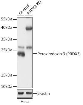 Western Blot: Peroxiredoxin 3 Antibody - Azide and BSA Free [Peroxiredoxin 3] - Western blot analysis of lysates from wild type (WT) and Peroxiredoxin 3 (Peroxiredoxin 3) knockout (KO) HeLa cells, using [KO Validated] Peroxiredoxin 3 Rabbit pAb  at 1:500 dilution.Secondary antibody: HRP-conjugated Goat anti-Rabbit IgG (H+L)  at 1:10000 dilution.Lysates/proteins: 25ug per lane.Blocking buffer: 3% nonfat dry milk in TBST.Detection: ECL Basic Kit .Exposure time: 1min.