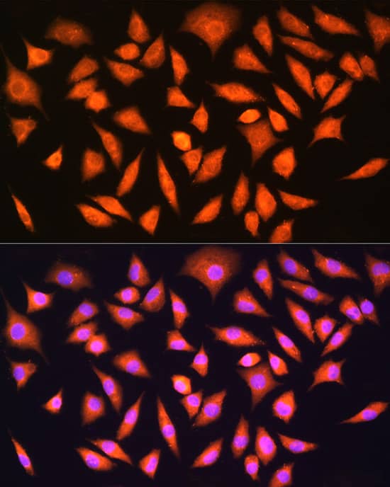 Immunocytochemistry/ Immunofluorescence: HINT1 Antibody - BSA Free [NBP3-03253] - Immunofluorescence analysis of L929 cells using HINT1 Rabbit pAb (A10221) at dilution of 1:100 (40x lens). Blue: DAPI for nuclear staining.