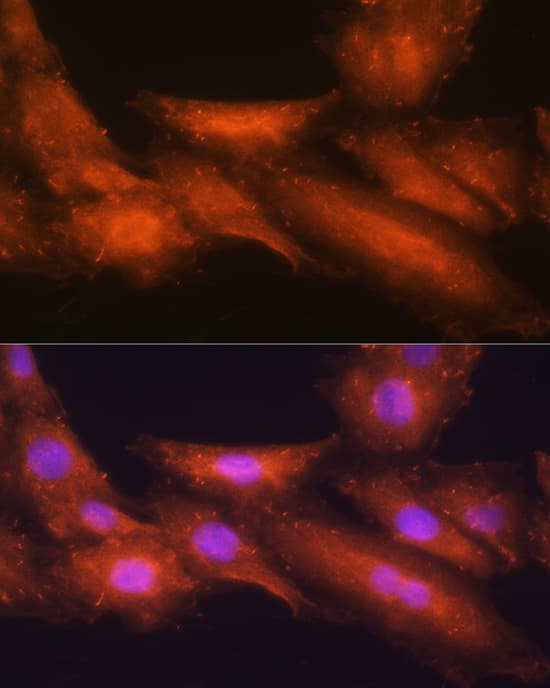 Immunocytochemistry/ Immunofluorescence: HINT1 Antibody - BSA Free [NBP3-03253] - Immunofluorescence analysis of H9C2 cells using  HINT1 Rabbit pAb (A10221) at dilution of 1:100 (40x lens). Blue: DAPI for nuclear staining.