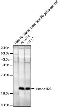 Western Blot: Histone H2B type 2E Antibody - Azide and BSA Free [Histone H2B type 2E] - Western blot analysis of various lysates, using Histone H2B type 2E Rabbit pAb  at 1:10000 dilution.Secondary antibody: HRP-conjugated Goat anti-Rabbit IgG (H+L)  at 1:10000 dilution.Lysates/proteins: 25ug per lane.Blocking buffer: 3% nonfat dry milk in TBST.Detection: ECL Basic Kit .Exposure time: 90s.