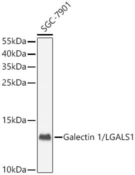 <b>Genetic Strategies Validation. </b>Western Blot: Galectin-1 Antibody - Azide and BSA Free [Galectin-1] - Western blot analysis of lysates from SGC-7901 cells using Galectin-1 Rabbit pAb  at 1:1000 dilution.Secondary antibody: HRP-conjugated Goat anti-Rabbit IgG (H+L)  at 1:10000 dilution.Lysates/proteins: 25 ug per lane.Blocking buffer: 3% nonfat dry milk in TBST.Detection: ECL Basic Kit .Exposure time: 30s.