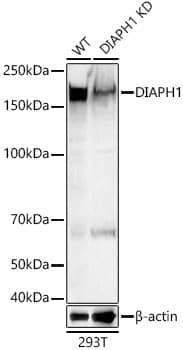 Western Blot: DIAPH1 Antibody - Azide and BSA Free [DIAPH1] - Western blot analysis of lysates from wild type (WT) and DIAPH1 knockdown (KD) 293T cells, using [KD Validated] DIAPH1 Rabbit pAb  at 1:600 dilution.Secondary antibody: HRP Goat Anti-Rabbit IgG (H+L)  at 1:10000 dilution.Lysates/proteins: 25ug per lane.Blocking buffer: 3% nonfat dry milk in TBST.Detection: ECL Basic Kit .Exposure time: 1s.