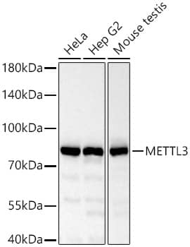Western Blot: Methyltransferase like 3 Antibody - Azide and BSA Free [Methyltransferase like 3] - Western blot analysis of various lysates using Methyltransferase like 3 Rabbit pAb  at 1:1000 dilution incubated overnight at 4C.Secondary antibody: HRP-conjugated Goat anti-Rabbit IgG (H+L)  at 1:10000 dilution.Lysates/proteins: 25 ug per lane.Blocking buffer: 3% nonfat dry milk in TBST.Detection: ECL Basic Kit .Exposure time: 30s.