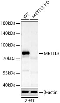 Western Blot: Methyltransferase like 3 Antibody - Azide and BSA Free [Methyltransferase like 3] - Western blot analysis of lysates from wild type (WT) and Methyltransferase like 3 knockdown (KD) 293T cells using Methyltransferase like 3 Rabbit pAb  at 1:1000 dilution incubated overnight at 4C.Secondary antibody: HRP-conjugated Goat anti-Rabbit IgG (H+L)  at 1:10000 dilution.Lysates/proteins: 25 ug per lane.Blocking buffer: 3% nonfat dry milk in TBST.Detection: ECL Basic Kit .Exposure time: 30s.