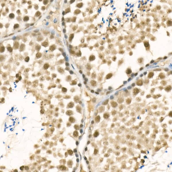 Immunohistochemistry: Methyltransferase like 3 Antibody - Azide and BSA Free [Methyltransferase like 3] - Immunohistochemistry analysis of paraffin-embedded Mouse testis using Methyltransferase like 3 Rabbit pAb  at dilution of 1:100 (40x lens). High pressure antigen retrieval performed with 0.01M Citrate Bufferr (pH 6.0) prior to IHC staining.
