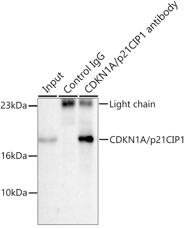 Immunoprecipitation: p21/CIP1/CDKN1A Antibody - BSA Free [p21/CIP1/CDKN1A] - Immunoprecipitation of p21/CIP1/CDKN1A from 200 ug extracts of MCF7 cells was performed using 0.5 ug of p21/CIP1/CDKN1A Rabbit pAb . Rabbit IgG isotype control  was used to precipitate the Control IgG sample. IP samples were eluted with 1X Laemmli Buffer. The Input lane represents 10% of the total input. Western blot analysis of immunoprecipitates was conducted using p21/CIP1/CDKN1A Rabbit pAb  at a dilution of 1:500.