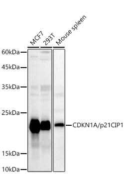 Western Blot: p21/CIP1/CDKN1A Antibody - BSA Free [p21/CIP1/CDKN1A] - Western blot analysis of various lysates using p21/CIP1/CDKN1A Rabbit pAb  at 1:1000 dilution.Secondary antibody: HRP-conjugated Goat anti-Rabbit IgG (H+L)  at 1:10000 dilution.Lysates/proteins: 25ug per lane.Blocking buffer: 3% nonfat dry milk in TBST.Detection: ECL Basic Kit .Exposure time: 180s.