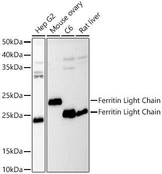 Western Blot: Ferritin Light Chain Antibody - Azide and BSA Free [NBP3-03302] - Western blot analysis of various lysates, using Ferritin Light Chain Rabbit pAb at 1:500 dilution.Secondary antibody: HRP-conjugated Goat anti-Rabbit IgG (H+L) at 1:10000 dilution.Lysates/proteins: 25ug per lane.Blocking buffer: 3% nonfat dry milk in TBST.Detection: ECL Basic Kit.Exposure time: 90s.