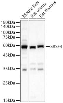 Western Blot: SFRS4 Antibody - BSA Free [NBP3-03309] - Western blot analysis of various lysates, using SFRS4 Rabbit pAb at 1:2000 dilution.Secondary antibody: HRP-conjugated Goat anti-Rabbit IgG (H+L) at 1:10000 dilution.Lysates/proteins: 25ug per lane.Blocking buffer: 3% nonfat dry milk in TBST.Detection: ECL Basic Kit.Exposure time: 60s.