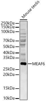 Western Blot Eaf6 Antibody - Azide and BSA Free