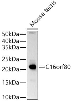 Western Blot: EVORF Antibody - Azide and BSA Free [EVORF] - Western blot analysis of lysates from Mouse testis, using EVORF Rabbit pAb  at  1:1000 dilution.Secondary antibody: HRP-conjugated Goat anti-Rabbit IgG (H+L)  at 1:10000 dilution.Lysates/proteins: 25ug per lane.Blocking buffer: 3% nonfat dry milk in TBST.Detection: ECL Basic Kit .Exposure time: 30s.