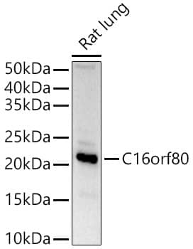Western Blot: EVORF Antibody - Azide and BSA Free [EVORF] - Western blot analysis of lysates from Rat lung, using EVORF Rabbit pAb  at  1:1000 dilution.Secondary antibody: HRP-conjugated Goat anti-Rabbit IgG (H+L)  at 1:10000 dilution.Lysates/proteins: 25ug per lane.Blocking buffer: 3% nonfat dry milk in TBST.Detection: ECL Basic Kit .Exposure time: 90s.
