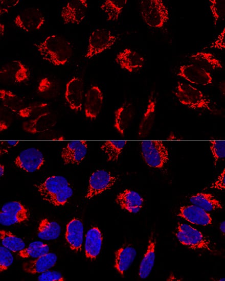 Immunocytochemistry/ Immunofluorescence: Mitofilin Antibody - BSA Free [NBP3-03346] - Confocal immunofluorescence analysis of U2OS cells using Mitofilin Rabbit pAb (A2751) at dilution of 1:100. Blue: DAPI for nuclear staining.