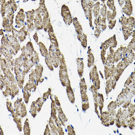 Immunohistochemistry: Mitofilin Antibody - BSA Free [NBP3-03346] - Immunohistochemistry analysis of Mitofilin in paraffin-embedded rat heart tissue using Mitofilin Rabbit pAb (A2751) at a dilution of 1:100 (40x lens). High pressure antigen retrieval was performed with 0.01 M citrate buffer (pH 6.0) prior to IHC staining.