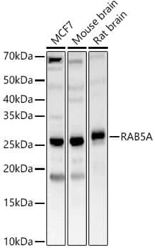 Western Blot: Rab5a Antibody - Azide and BSA Free [Rab5a] - Western blot analysis of various lysates, using Rab5a Rabbit pAb  at  1:700 dilution.Secondary antibody: HRP-conjugated Goat anti-Rabbit IgG (H+L)  at 1:10000 dilution.Lysates/proteins: 25ug per lane.Blocking buffer: 3% nonfat dry milk in TBST.Detection: ECL Basic Kit .Exposure time: 30s.