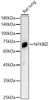 Western Blot: IKB zeta Antibody - BSA Free [NBP3-03366] - Western blot analysis of Rat lung, using IKB zeta antibody (A10492) at 1:2000 dilution.Secondary antibody: HRP Goat Anti-Rabbit IgG (H+L) (AS014) at 1:10000 dilution.Lysates/proteins: 25μg per lane.Blocking buffer: 3% nonfat dry milk in TBST.Detection: ECL Basic Kit (RM00020).Exposure time: 30s.