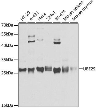 <b>Genetic Strategies Validation. </b>Western Blot: UBE2S Antibody - Azide and BSA Free [UBE2S] - Western blot analysis of various lysates using UBE2S Rabbit pAb  at 1:3000 dilution.Secondary antibody: HRP-conjugated Goat anti-Rabbit IgG (H+L)  at 1:10000 dilution.Lysates/proteins: 25ug per lane.Blocking buffer: 3% nonfat dry milk in TBST.Detection: ECL Basic Kit .Exposure time: 10s.