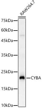 Western Blot Cytochrome b245 alpha Antibody - BSA Free