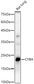 Western Blot: Cytochrome b245 alpha Antibody - BSA Free [NBP3-03403] - Western blot analysis of Rat lung, using Cytochrome b245 alpha antibody (A10694) at  1:1000 dilution.Secondary antibody: HRP Goat Anti-Rabbit IgG (H+L) (AS014) at 1:10000 dilution.Lysates/proteins: 25μg per lane.Blocking buffer: 3% nonfat dry milk in TBST.Detection: ECL Basic Kit (RM00020).Exposure time: 60s.