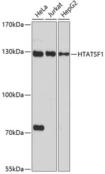 Western Blot: HIV-1 Tat specific factor 1 Antibody - BSA Free [HIV-1 Tat specific factor 1] - Western blot analysis of various lysates using HIV-1 Tat specific factor 1 Rabbit pAb  at 1:1000 dilution.Secondary antibody: HRP-conjugated Goat anti-Rabbit IgG (H+L)  at 1:10000 dilution.Lysates/proteins: 25ug per lane.Blocking buffer: 3% nonfat dry milk in TBST.Detection: ECL Basic Kit .Exposure time: 90s.